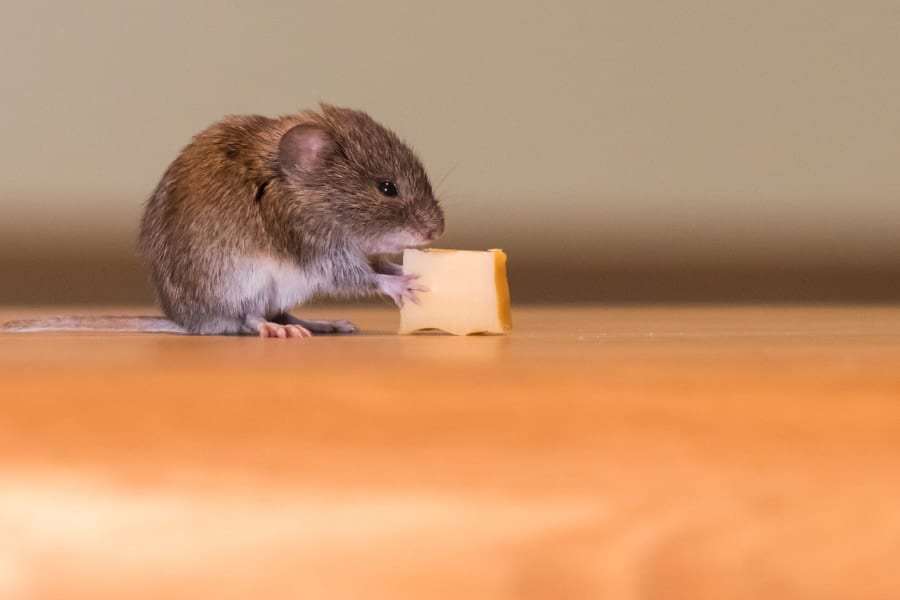 加工食を与え続けたマウスがインフル感染で「死亡率100％」を記録！ (2/2)
