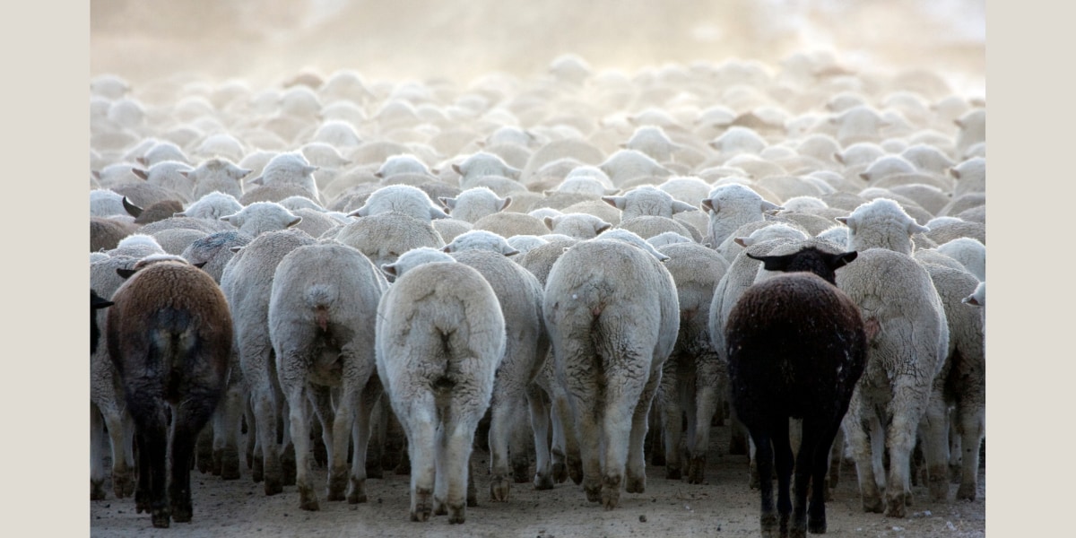 羊の群れが12日間ぶっ通しでグルグル周回する怪現象が発生
