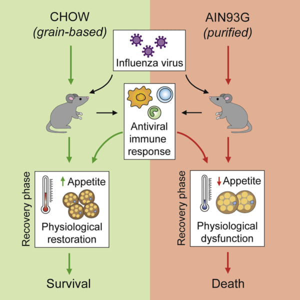原因は免疫反応ではなく、回復力の違いにある（左：穀物飼料のマウス、右：加工飼料のマウス）