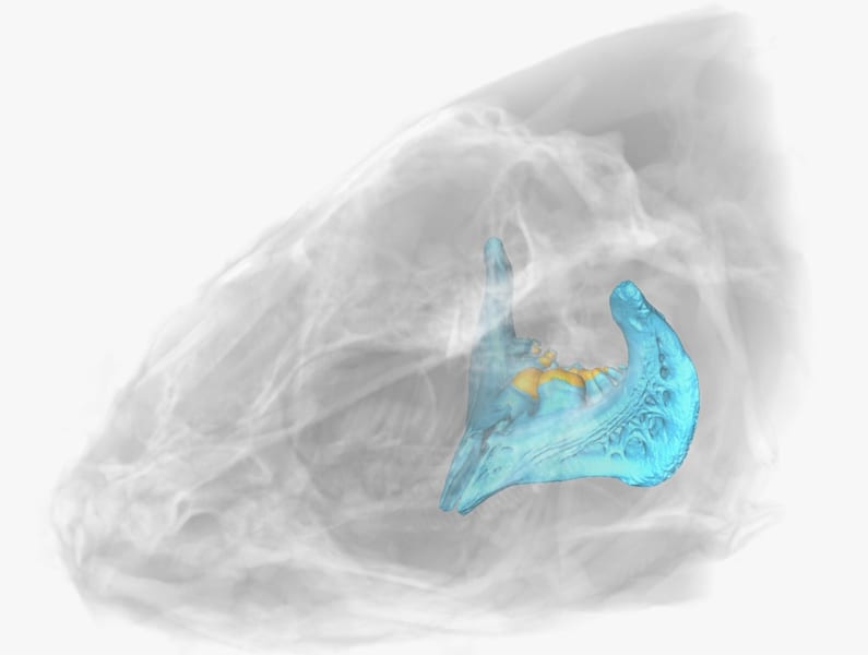 遺跡で見つかったコイ科の咽頭歯（青色）を分析