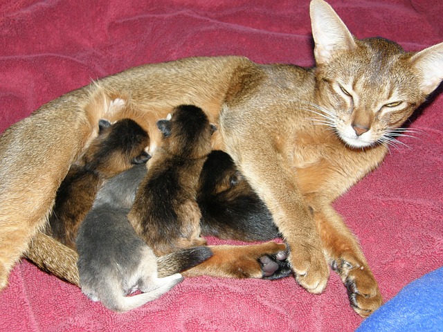 授乳中の子猫が母猫に行うふみふみ