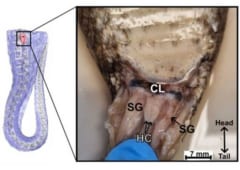 メスのコモンデスアダーの「クリトリス」の位置と形状（HC）、SG：臭腺、CL：総排泄腔
