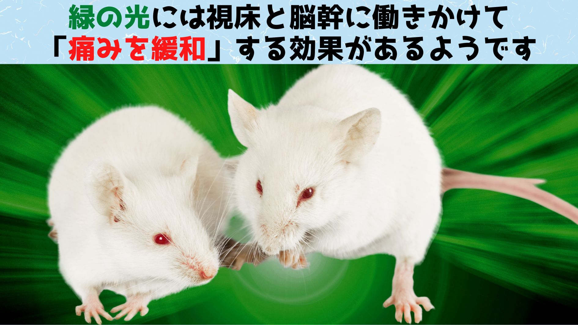 なぜ「緑の光」が痛みを軽減させるのかをマウス実験で解明！