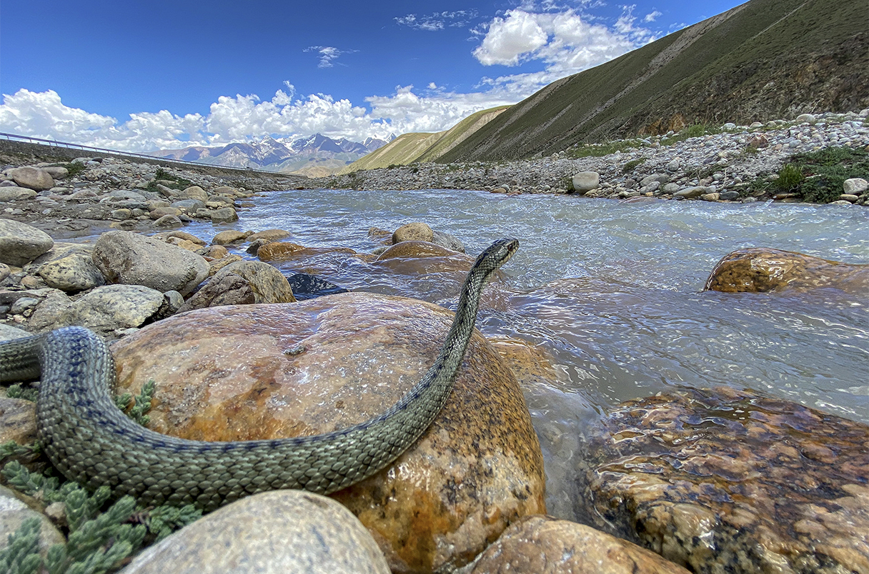 チベット高原の地熱で温まった岩場に佇む「温泉ヘビ」