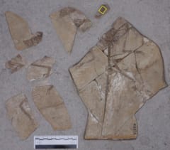 調査されたミクロラプトルの化石（黄色の枠に哺乳類の足）