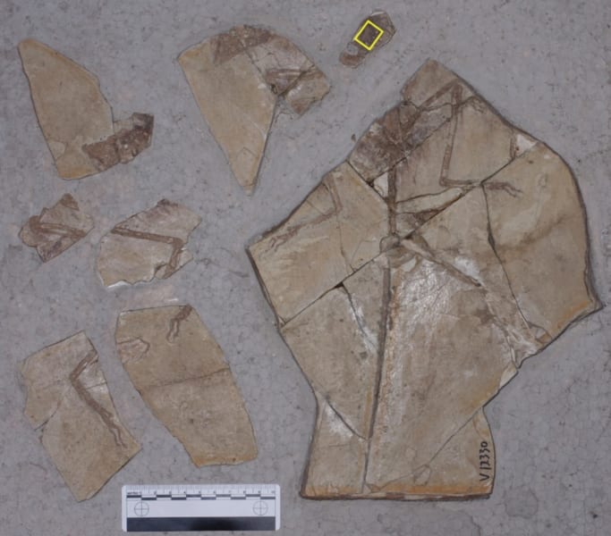 調査されたミクロラプトルの化石（黄色の枠に哺乳類の足）