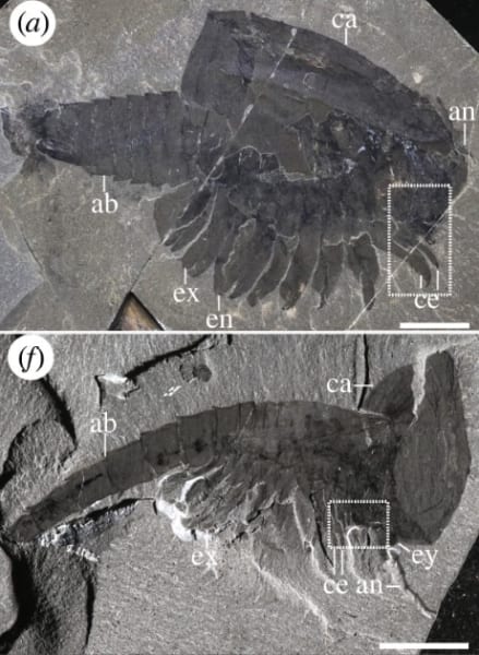 脚や胴体がきれいに保存されていた化石を再発見！