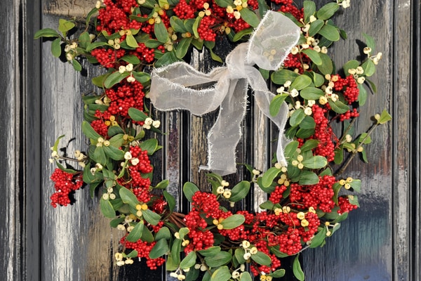 クリスマス飾りの定番「ヤドリギ」とはどんな植物？