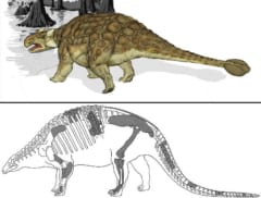 （上）ハンマーをもつアンキロサウルス、 （下）ハンマーをもたないノドサウルス