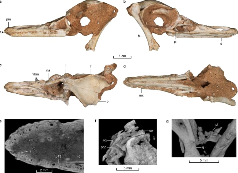 モンゴルで発掘された化石から新種恐竜を特定。