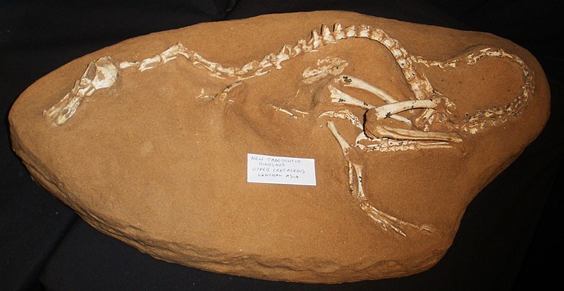 ハルシュカラプトルの化石標本。特性に関して議論されてきた