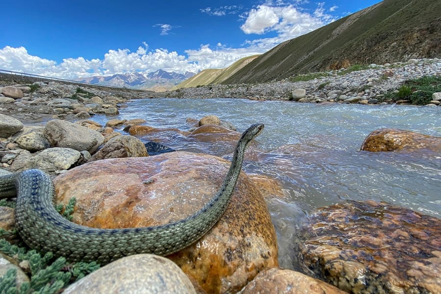 凍死と熱死のギリギリの境界で生きるチベット高原の「温泉ヘビ」とは？