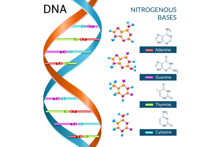 DNAは4種類の塩基で構成されている