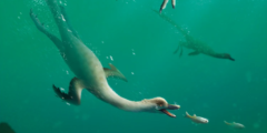 潜水して獲物を捕らえる「Natovenator polydontus」のイメージ