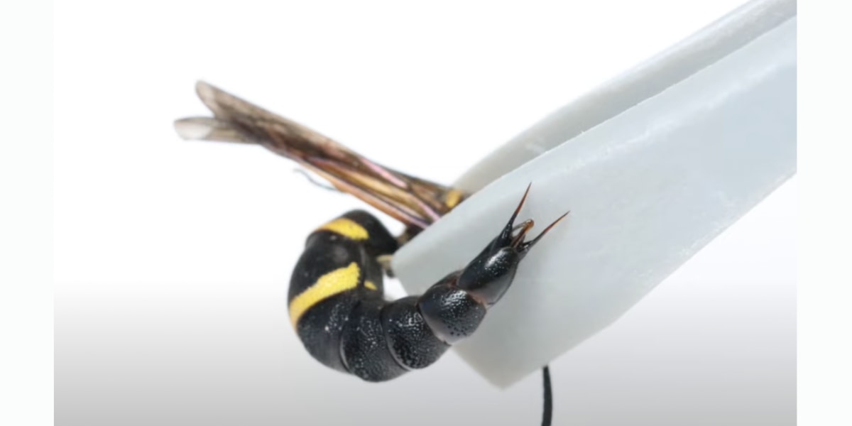 オスのハチは「性器」を捕食回避の「武器」にする