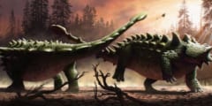尻尾のハンマーで戦うアンキロサウルス