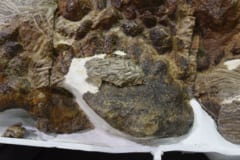 脇腹に損傷と部分的な治癒の証拠をもつズールの化石