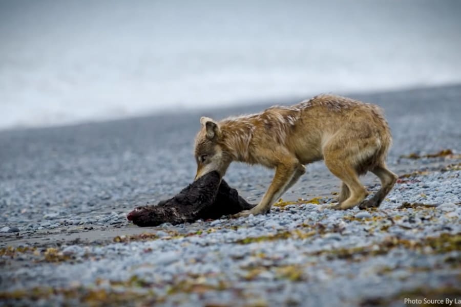 シカを食い尽くしたオオカミが海上の「ラッコ」を狩猟している!?　驚きの報告