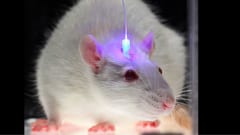光遺伝学的手法の実験例。実験に用いられたマウスは脳細胞が光を感知して活性化されるようにう遺伝子操作されています。また脳内に差し込んだ光ファイバーにより好きな脳領域を活性化させることが可能です