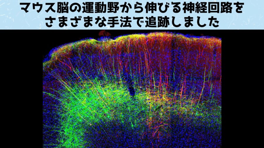 マウスの運動皮質の染色された神経路。今回の研究ではこの調査方法が特に巧みであり、ウイルスマッピング・生体イメージング・電気生理学的手法・光遺伝学的操作・化学遺伝学的操作などあらゆる方法を活用して神経回路の特定が行われています
