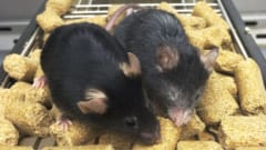 左右どちらのマウスも生後16か月だが右側の個体はDNAの切断と修復が体内で繰り返されています。このDNAの切断と修復は独特であり遺伝子の変異をもたらさないように設計されています