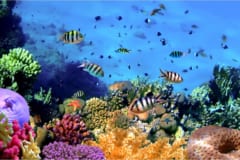 栄養分の低下はサンゴ礁にも悪影響を及ぼす可能性が