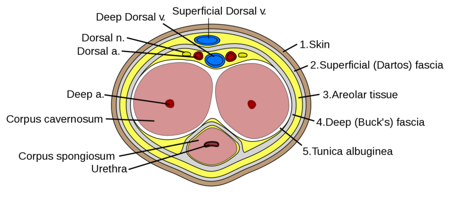 ペニスの断面図で、5番が「白膜（tunica albuginea）」
