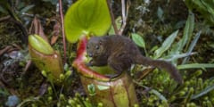 キネズミの「うんち」から栄養を摂るボルネオ島のウツボカズラ