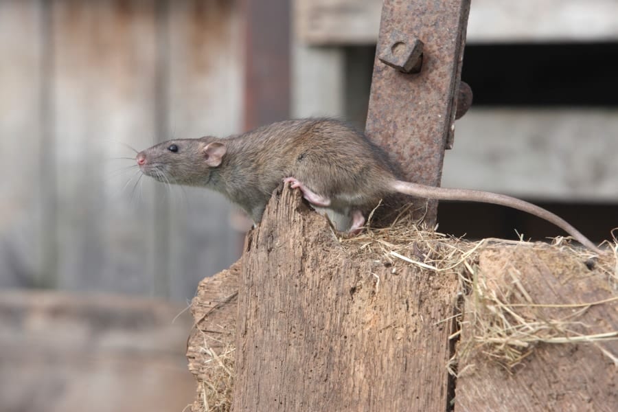 野生のネズミはエサを探すために走り回る