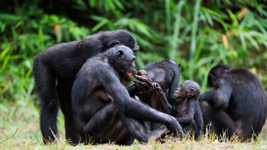 食べ物を心配しなくていい豊かな環境がボノボのよそ者優先の性質を育んだ