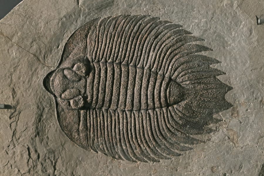 三葉虫の化石