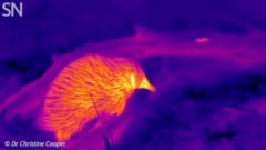 赤外線サーモグラフィでハリモグラを撮影