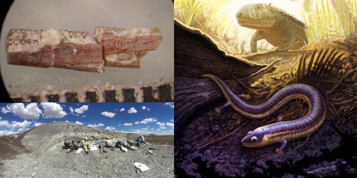 史上最古のアシナシイモリの新種化石を発見！