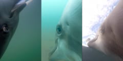 「イルカ目線の狩り」が体感できるPOV映像