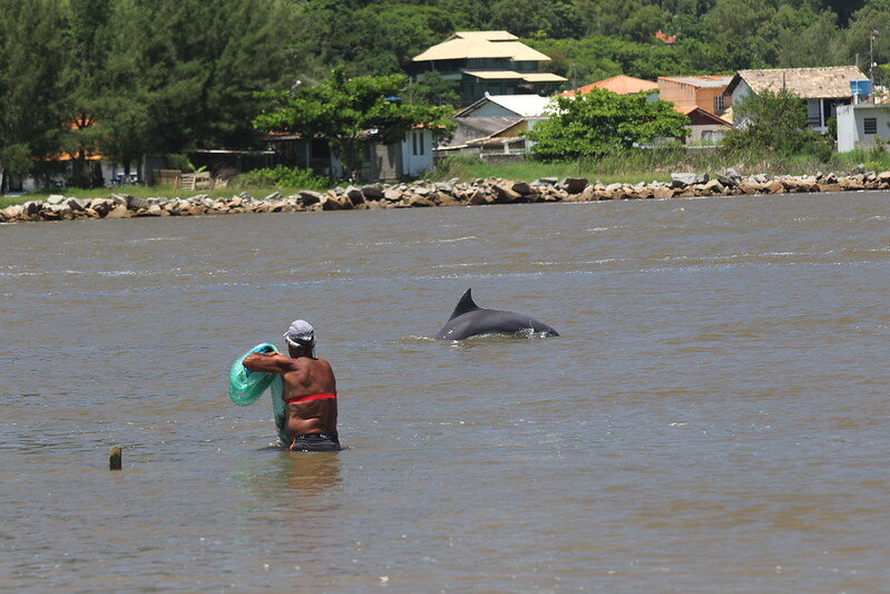 ブラジル南岸・ラグナでの漁師とイルカの協力漁