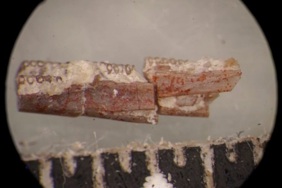 アゴ骨に見られる2列の歯