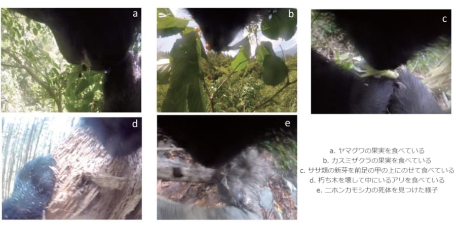 カメラ首輪によって記録された野生のクマの採食行動