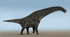 ティタノサウルスの復元図（全長12〜19mで竜脚類の中ではそれほど大きくない）