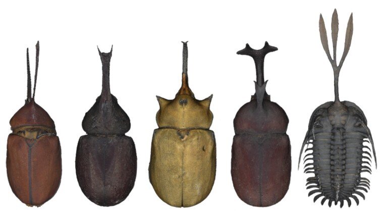 カブトムシ（4種）と三葉虫のツノ（右端）を比較