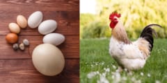 「鶏が先か卵が先か」生物学的に見るとどっちが正しい？
