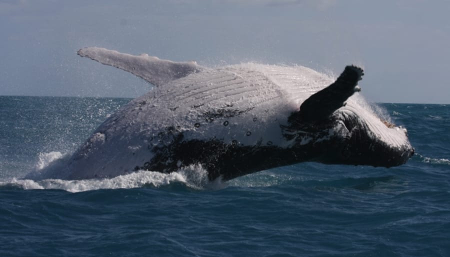オーストラリア東海岸で見られたザトウクジラ