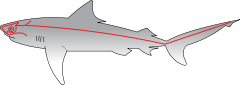 サメの側線の位置（赤）