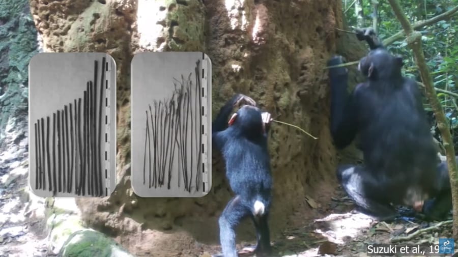 オウムは課題解決のため道具を使う順番を計画できる！人間・チンパンジー以外で初！