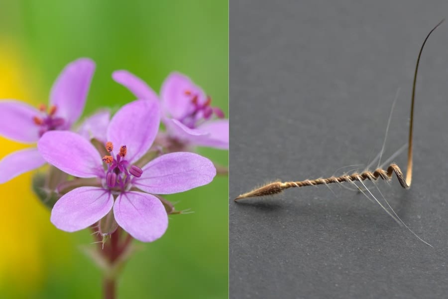 オランダフウロの花（左）と種子（右）