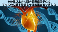 100歳以上の人間の遺伝子を移植するとマウス心臓が若返ると判明！