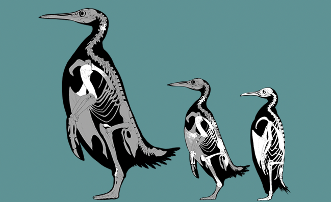 左からK. フォルディセイ、P. ストーンハウセイ、コウテイペンギン（白い部分が見つかっている骨格）