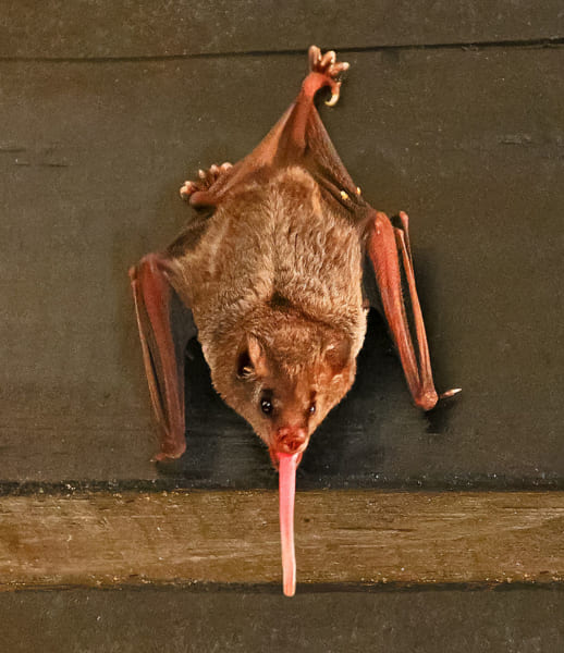 パラスシタナガコウモリの極端に長い舌