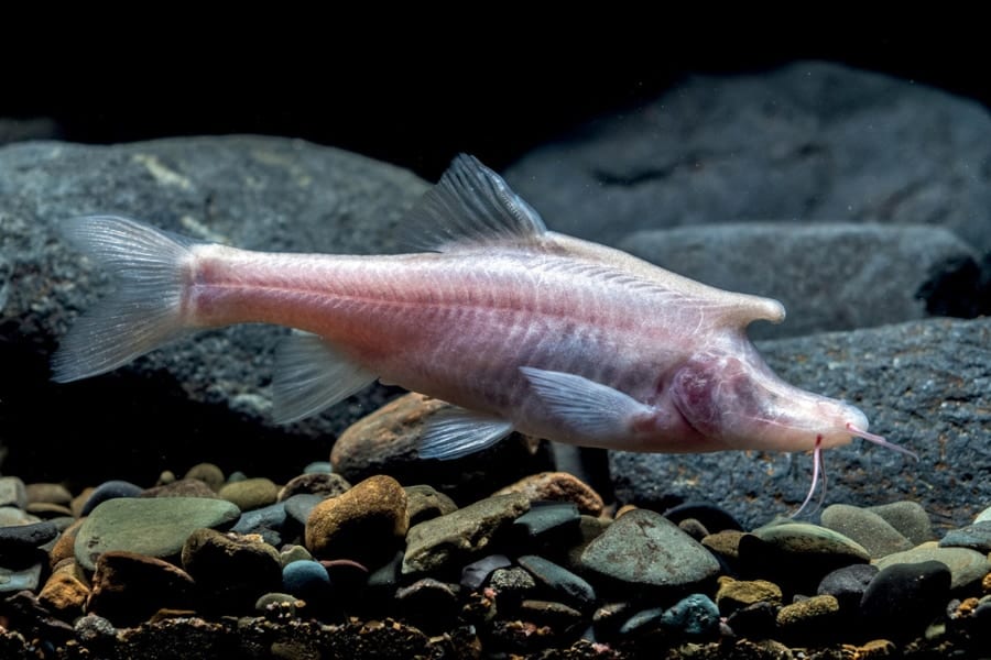 中国の洞窟でユニコーンのような角を持つ「ちょっとキモい新種の魚」を発見！