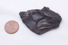 右向きの古代魚の頭蓋骨（コインとの大きさ比較）