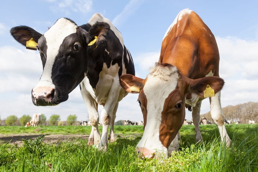 牛のゲップやオナラは温暖化の主な要因になっている